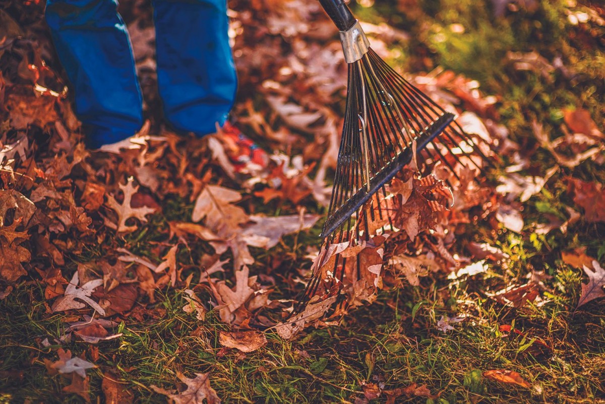 Leaf Raking & Yard Clean Up